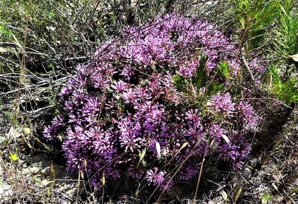 Tomillo Real, Thymus longiflorus, flora silvestre Valle de Lecrín Granada